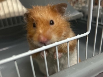 Adorable Hamster Available – With Cage Option – Raipur