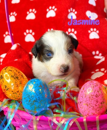 Australian Shepherd – Jasmine. Australian Shepard