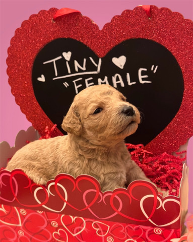 Beautiful Goldendoodles