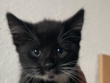 Adorable Kittens ready for a new loving home. – London