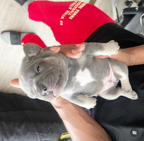French Bulldog – Exotic french bulldog