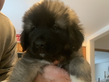 Caucasian Shepherd Dog – Caucasian Shepherd/7weeks old Blue Girl
