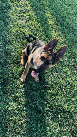 German Shepherd – pure breed german shepherd puppy