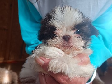 Shih Tzu – Male&Female Shih Tzu Puppies – Farragut