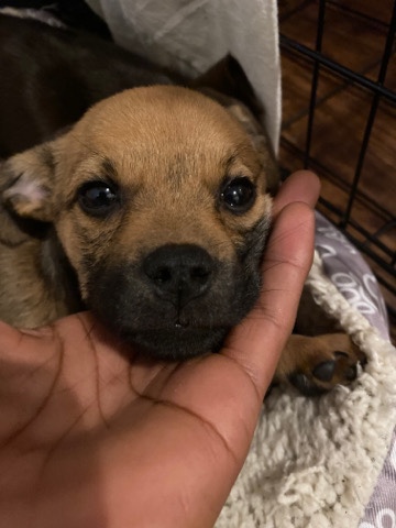Chihuahua – mixed breed puppy