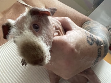 skinny pigs – Glasgow