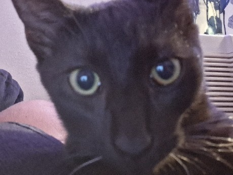 European Shorthair – short haired 3 and 1/2 month old cat – Garland