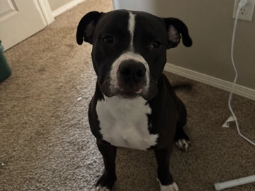 American Pit Bull Terrier – RE HOME – Beloit