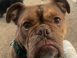Olde English Bulldogge – old English bull dog – Pittsburgh