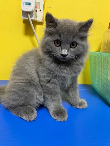 British Longhair – british longhair 3 month