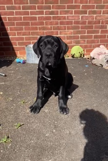 Cane Corso – Cane Corso puppy