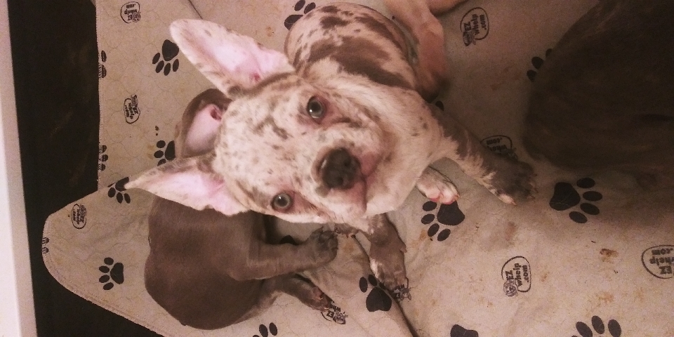 French Bulldog – French Bulldog puppies available