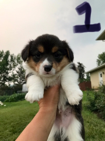 Pembroke Welsh Corgi – Puppies Forsale
