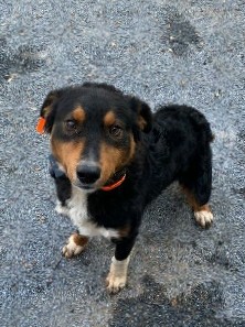 Australian Shepherd – Australian shepherd dog