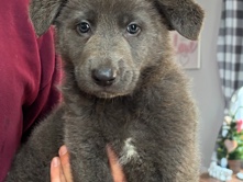 German Shepherd – Blue Long Haired GSD Female – Ladson