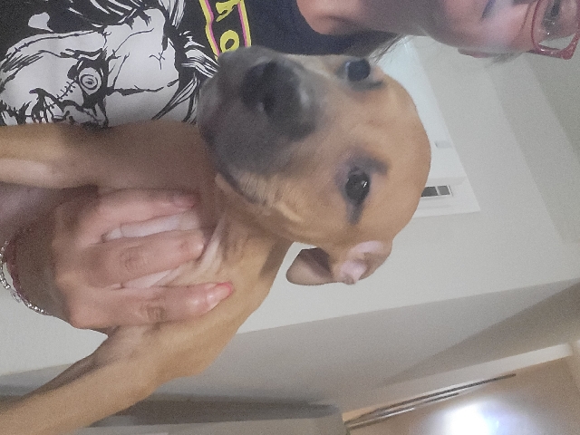 American pitbull terriers