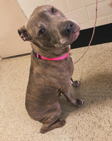 American Pit Bull Terrier – bella