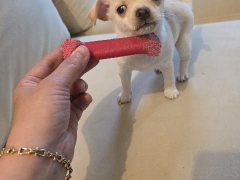 Chihuahua – cute chihuahua puppie – Narrowsburg