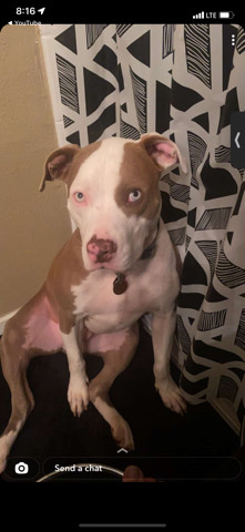 American Pit Bull Terrier – pit bull for sale