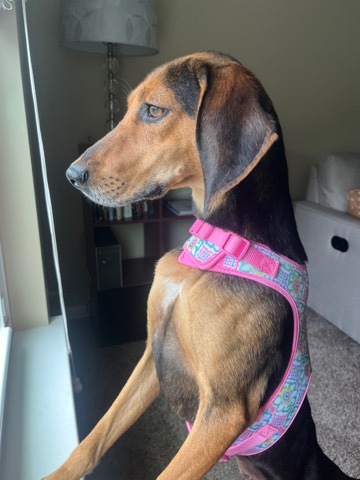 American Foxhound – Beautiful Hound dog for rehoming