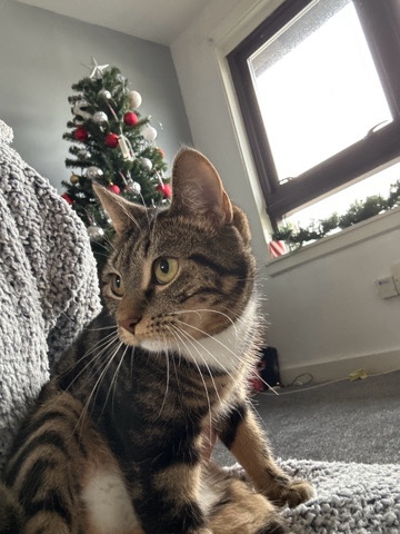 British Shorthair – kitten for sale