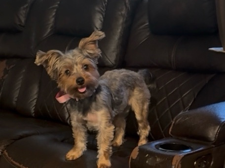 Yorkshire Terrier – Loving Yorkie Needs New Home – Moving and Can’t Take With Us – Inkster