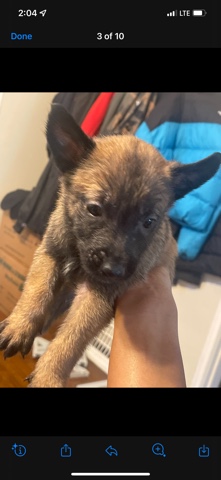 Belgian Shepherd Dog (Malinois) – Belgian Malinois