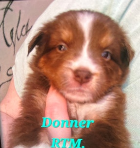 Australian Shepherd – Miniature Australian Shepherd puppies