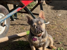 French Bulldog – French bulldog – Piedmont