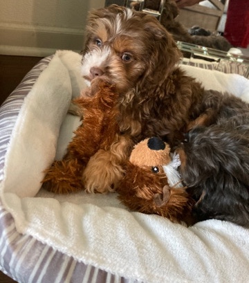 English Cocker Spaniel – 9 Week Old Cockapoo