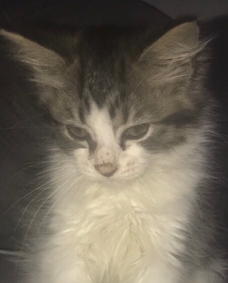Cat for sale