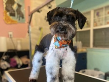 Miniature Schnauzer – miniature schnauzer (Lucy)