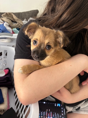 Chihuahua – fluffy chihuahua