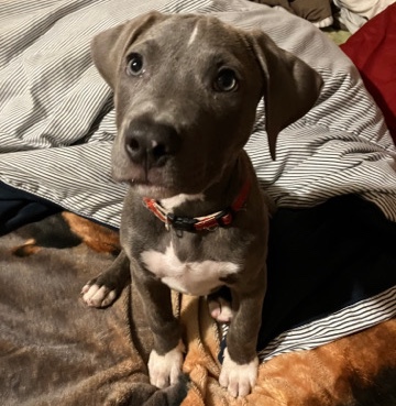 American Pit Bull Terrier – full breed pitbull
