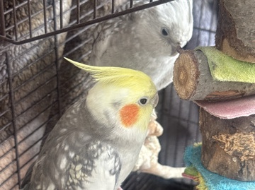 2 cockatiels looking for a new home 