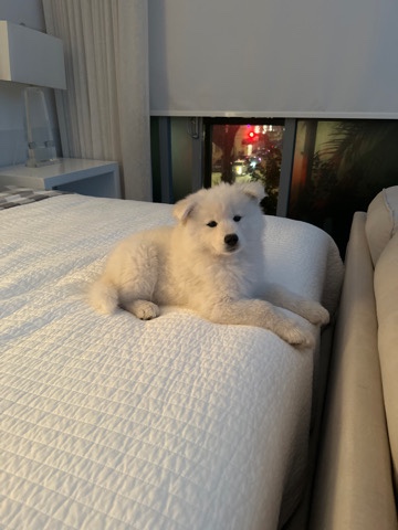 Samoyed – Samoyed puppy
