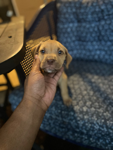 American Pit Bull Terrier – Pitbull Puppy