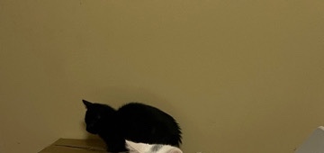 American Bobtail – kittys