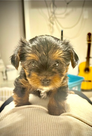 yorkiepoo pups