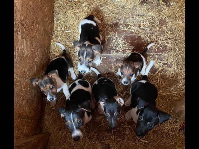 Jack Russell Puppies