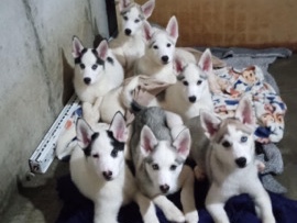 Siberian Husky – husky puppys