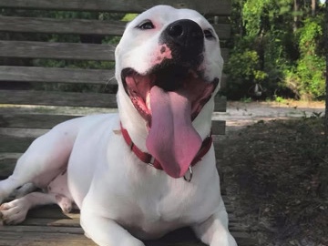 rehoming our sweet boy – Summerville