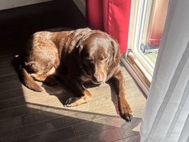 Labrador Retriever – Friendly Pedigree Chocolate Labrador Retriever – 7 Years Old – Montco – Wyncote