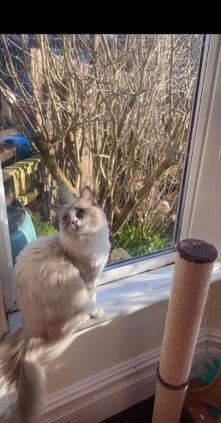 Ragdoll – Friendly Male Ragdoll cat - 13 months old