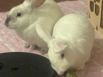 bunny and cherry bonded pair – Mesa