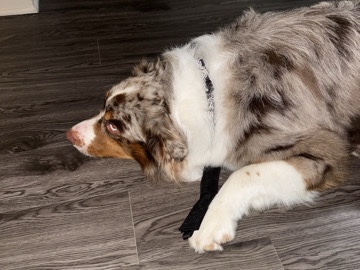 Australian Shepherd – Australian Shepherd – Besame