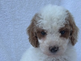 Goldendoodle – Mini Goldendoodle – Orlando