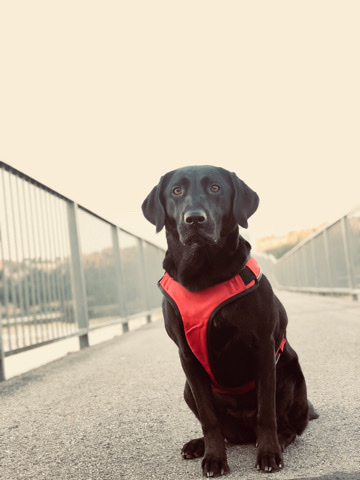Labrador Retriever – Roma