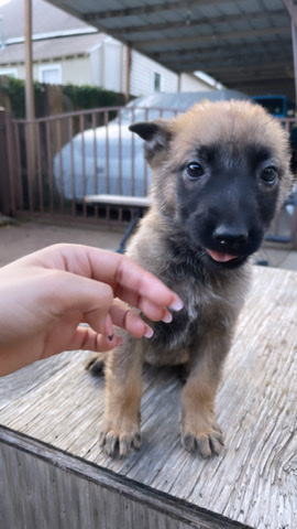 German Shepherd – Belgian Malinois x German Shepherd Puppies