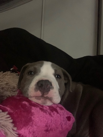 American Pit Bull Terrier – xl bully